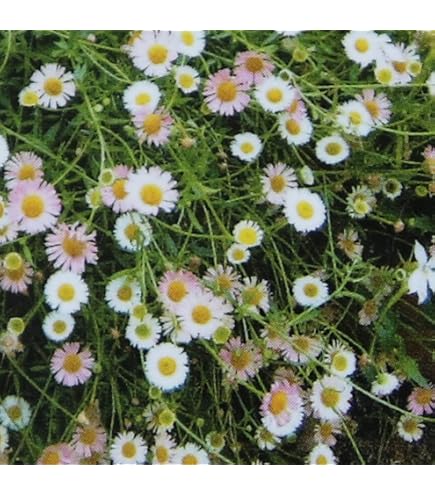 Amazon.co.jp: 宿根草 源平小菊 9cmポット エリゲロン げんぺいこ